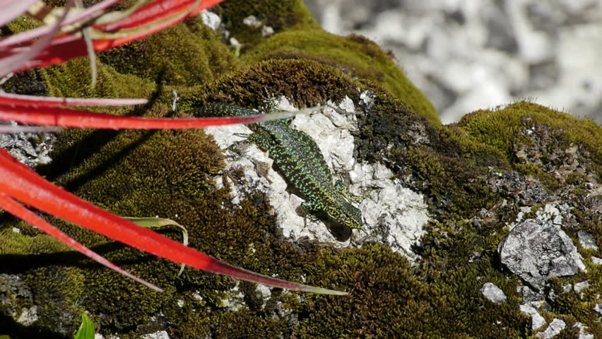 Colorful lizard closeup in Chile