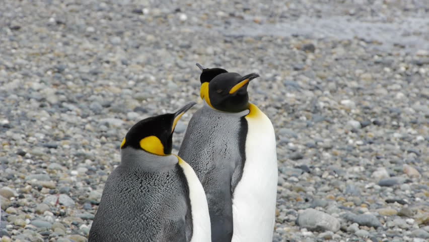 Camera pans across Penguin Colony