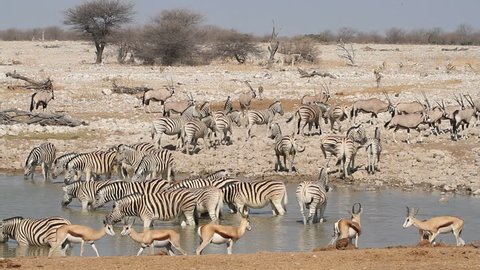 Zebra, springbok and gemsbok antelopes gathering at a waterhole, Etosha National Park, Namibia, southern Africa