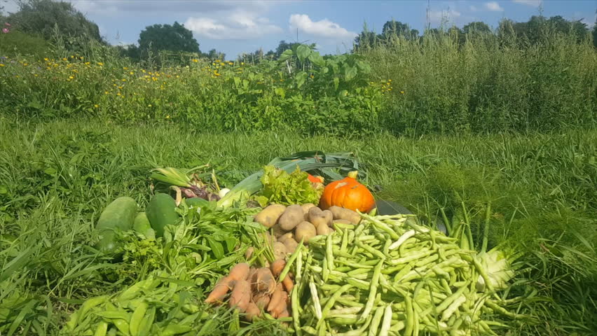 Pile of harvested vegetables on grass next to lush green graden, potatoes, beans