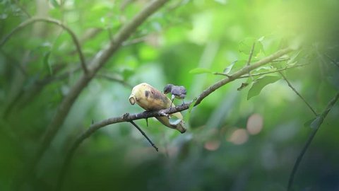 The bird eating banana fruit on the tree.
