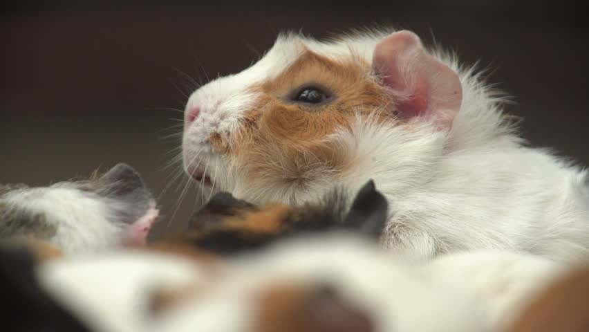 Guinea Pig close up