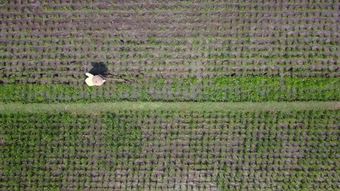 Yogyakarta, Indonesia. August 07, 2017: Beautiful top view footage of a male farmer working on rice fields. Shot in 4k resolution