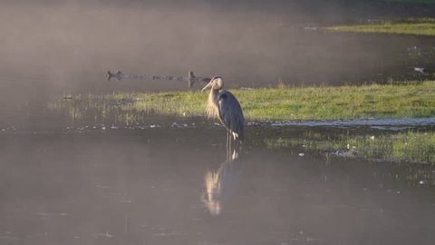 Pan across lake to Great Blue Heron standing on shore of a lake in the Rocky Mountains. 4K UHD real-time.