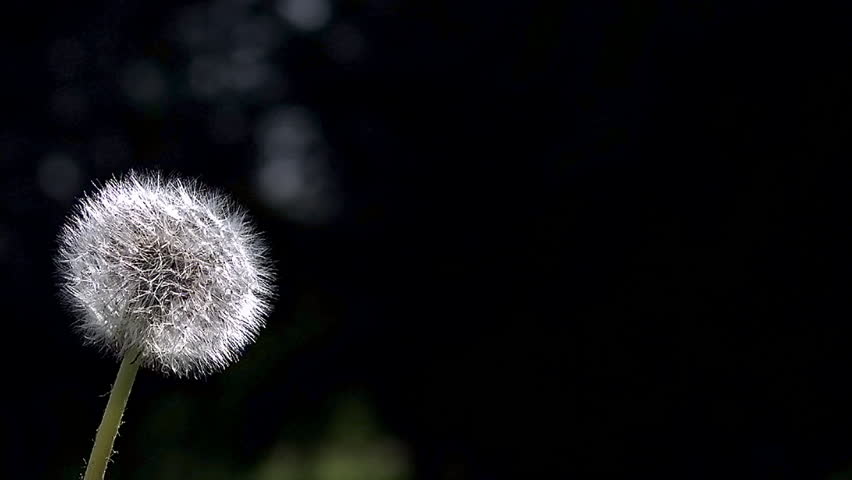 Common Dandelion, taraxacum officinale, seeds from 'clocks' being blown and dispersed by wind, Slow motion | Shutterstock HD Video #29726830