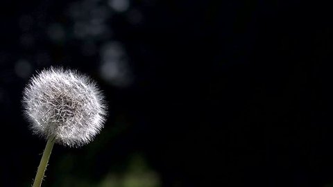 Common Dandelion, taraxacum officinale, seeds from 'clocks' being blown and dispersed by wind, Slow motion