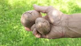 Tubers affected by bacterial decay in the hand of an agronomist