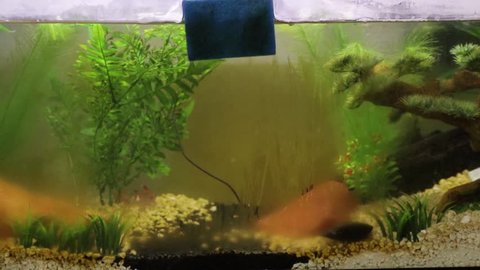 Algae being cleaned off aquarium tank glass with blue brush 