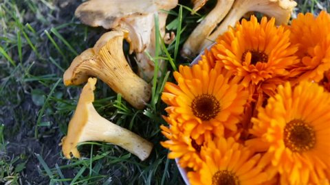 Raw chanterelle mushrooms lying on the grass around the saucer with orange flowers of calendula. Herbal medicines fresh natural outdoors day in the summer