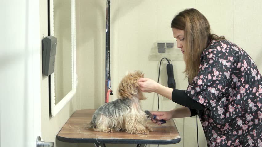 Female Dog Groomer is Working. Stock Footage Video (100% Royalty-free