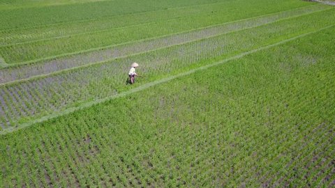 Beautiful aerial scenery footage of a male farmer working on paddy fields in Yogyakarta, Indonesia. Shot in 4k resolution