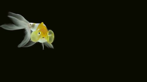 Bubble eye goldfish, a fresh water fish that has upward pointing eyes accompanied by two large fluid-filled sacs is one of the most commonly aquarium fish native to East Asia