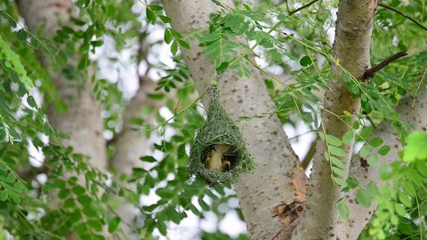 Cute yellow tiny bird weaving pendant nest for upcoming babies in breeding season with grasses fibers.
Bird building nest.
Baya weaver male doing amazing job.
