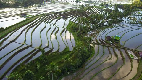 Aerial video in an amazing landscape rice field on Jatiluwih Rice Terraces, Bali, Indonesia, with a drone, above rice terraces in a beautiful day rice field. 4K footage.