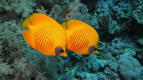 A pair of yellow masked butterflyfish - Chaetodontidae- swimming in tropical sea along coral reef. School of small damselfish in the background. Underwater footage taken during scuba diving.
