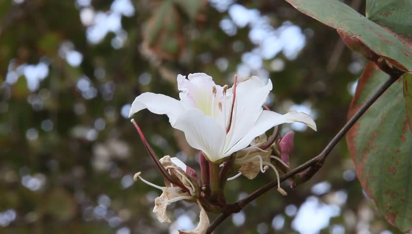 White Orchid Tree White Bauhinia Stock Footage Video 100 Royalty Free Shutterstock