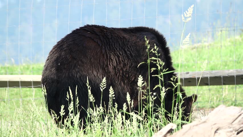 grizzly bear having fun