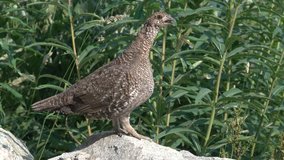 grouse with green tree backgrounds