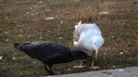 seagull baby needs food from seagull mother
