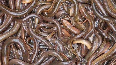 Close up on many live eels.
