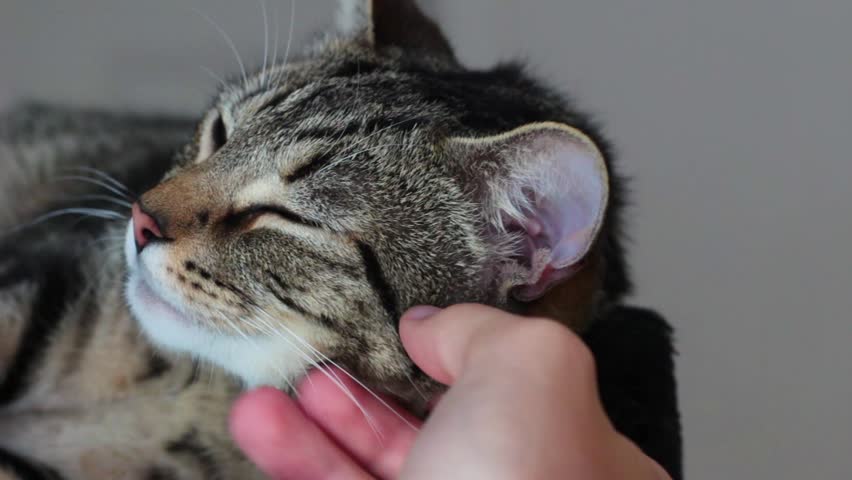 White man petting kitten while yawning