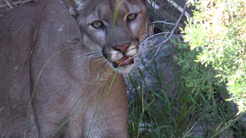 Mountain lion chews tree branches, sits in rocky terrain, zoom out. 4K UHD 3840x2160