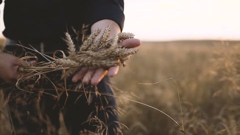 Man Holds Wheat Spikes at Sunset
