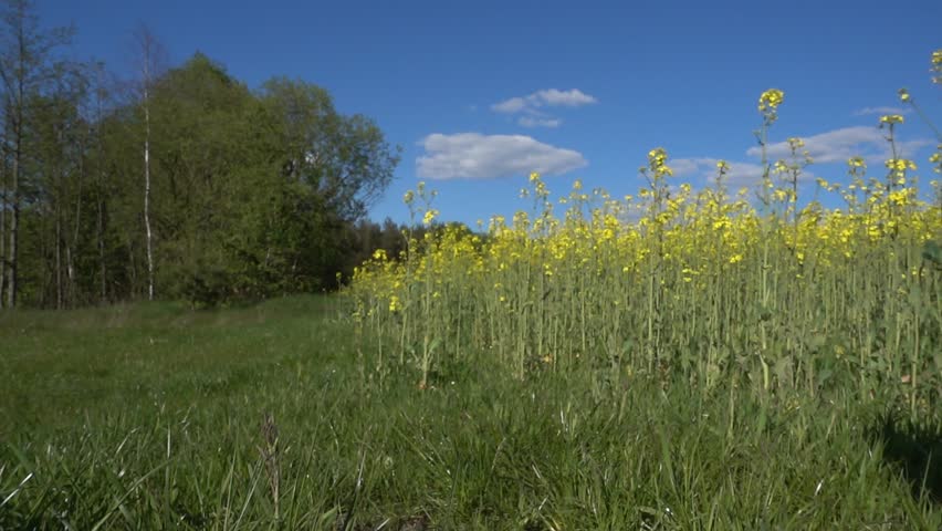 Old white skull of ram lies on ground near field with blooming yellow rape.