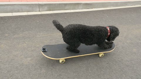 Dog is driving with skateboard, slow motion, 100 fps