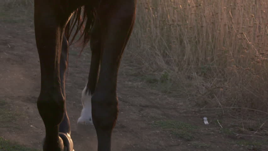 Young girl in long red dress riding black horse against the sun. Close-up of female rider in saddle and horse