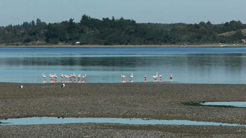 Pink Flamingos on Chiloe island in southern Chile