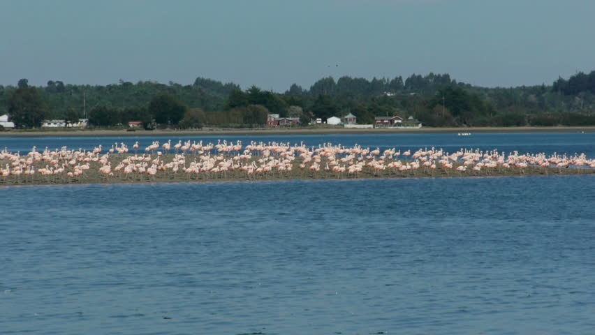 Large group of flamingos walking on peninsula 