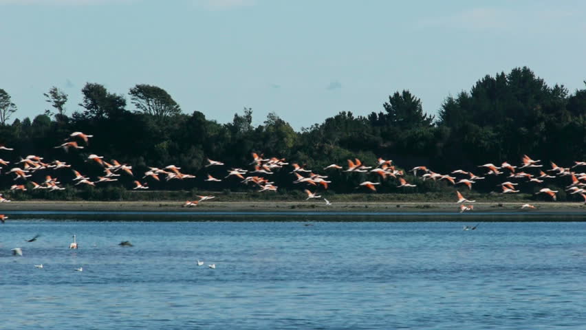 Flamingos flying over bay