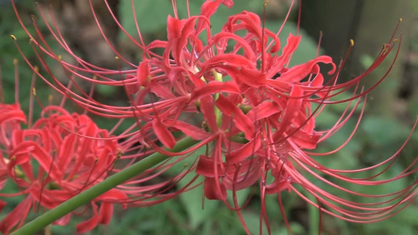 Red Spider Lily Flower の動画素材 ロイヤリティフリー Shutterstock