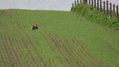 Brown Hare (Lepus europaeus) exploring a field of a young cereal crop 