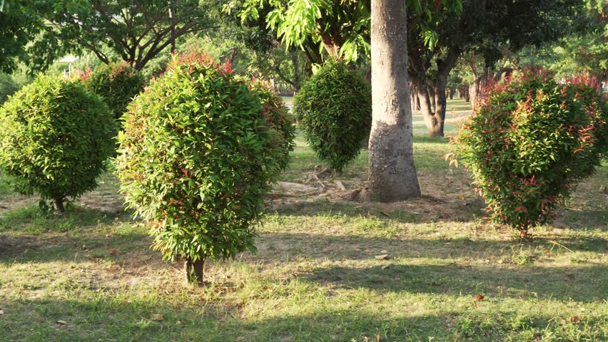 Ornamental Clipped Deciduous Shrub in a tropical park 
