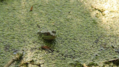 Northern Green Frog 2. A Northern Green Frog in a lily pad covered marsh area of the Heart Lake conservation area in Ontario, Canada.