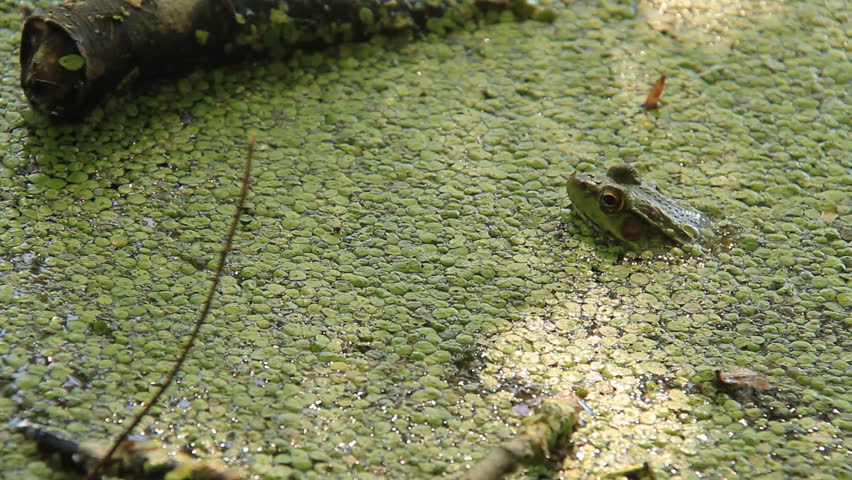 Northern Green Frog 1. A Northern Green Frog in a lily pad covered marsh area of