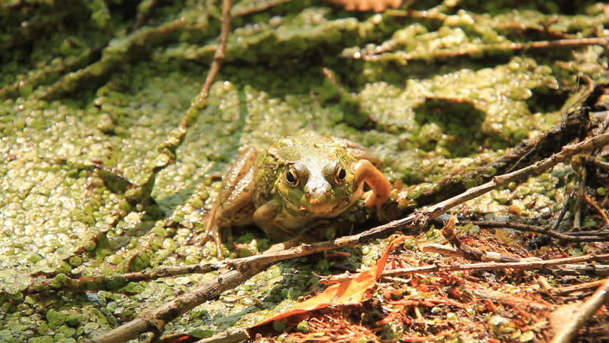Northern Green Frog 5. A Northern Green Frog in a lily pad covered marsh area of
