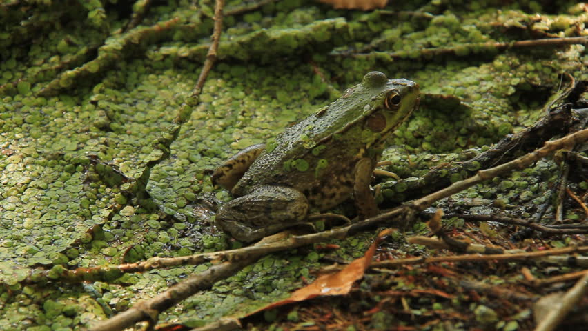 Northern Green Frog 4. A Northern Green Frog in a lily pad covered marsh area of