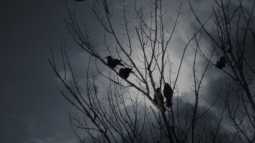 Scary crows in gloomy forest. One raven perching in bare tree branches screaming to raise an alarm and crow birds flying off against dramatic cloudy sky. Royalty-Free Stock Footage #29770579