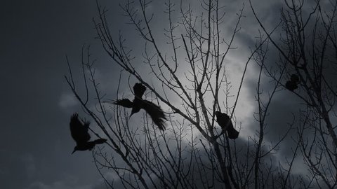 Scary crows in gloomy forest. One raven perching in bare tree branches screaming to raise an alarm and crow birds flying off against dramatic cloudy sky.