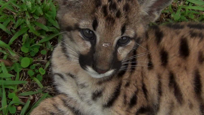 The Cougar (Puma concolor) Cub, also commonly known as the Mountain Lion, Puma, Panther, or Catamount. 