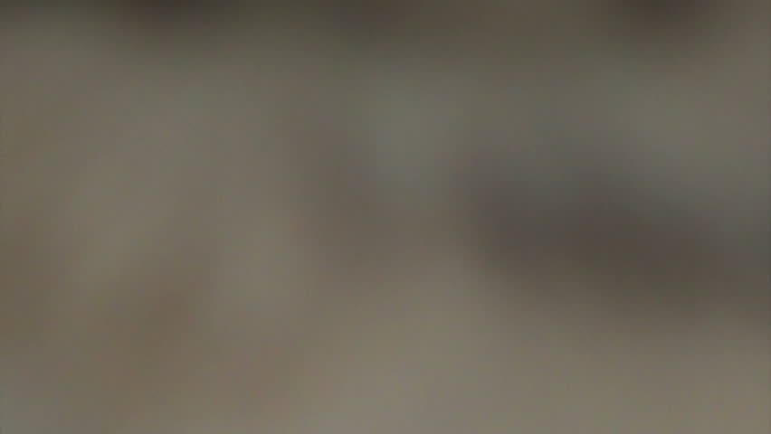 The Cougar (Puma concolor) Cub, also commonly known as the Mountain Lion, Puma, Panther, or Catamount. 