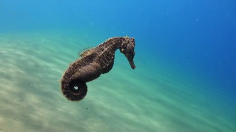 Swimming Seahorse (Hippocampus) 