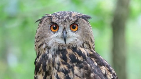 Eagle owl turns her head to back,to side and looks straight into the camera