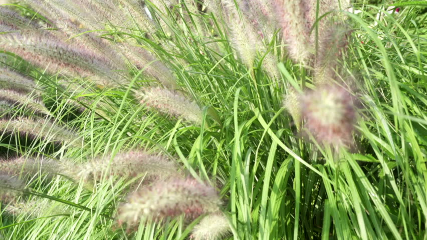 Medium Slider Shot of Capillaris Flower