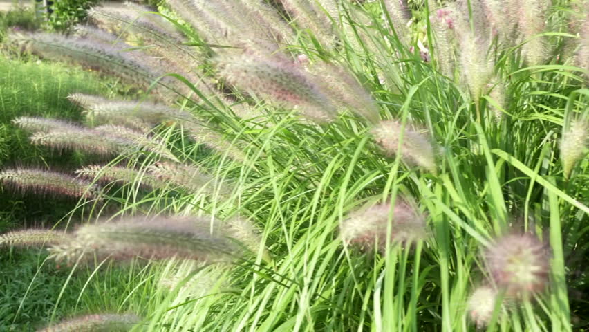 Purple Fuzzy Flowers on the plant stalk image - Free stock photo ...