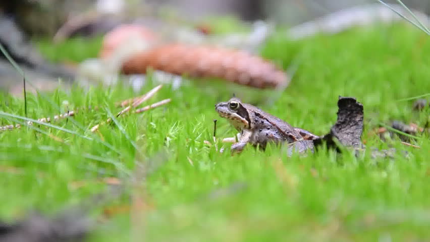 young frog sitting in moss