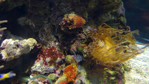 Amazing Tropical Fish and Coral Reef, ultrahd 4k, real time,